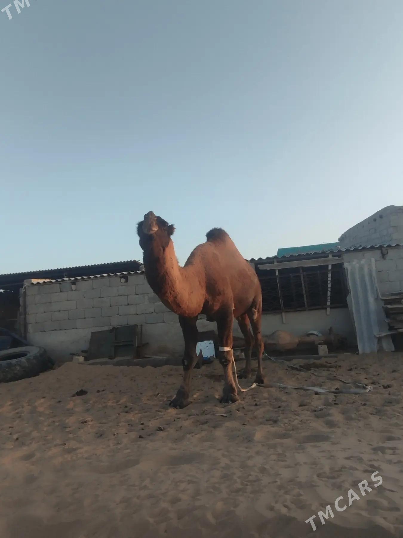 Erkek - Джебел - img 4