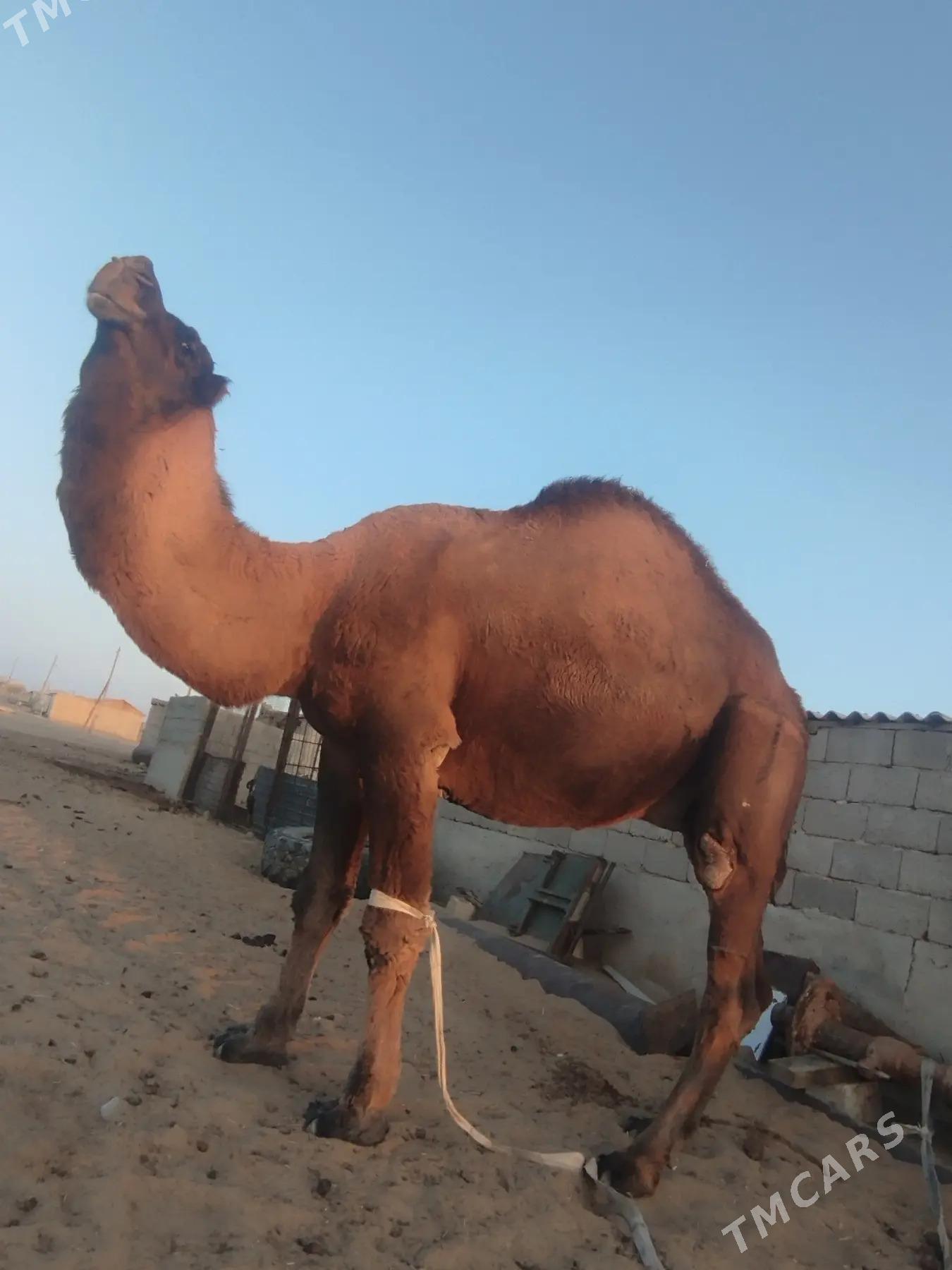 Erkek - Джебел - img 2