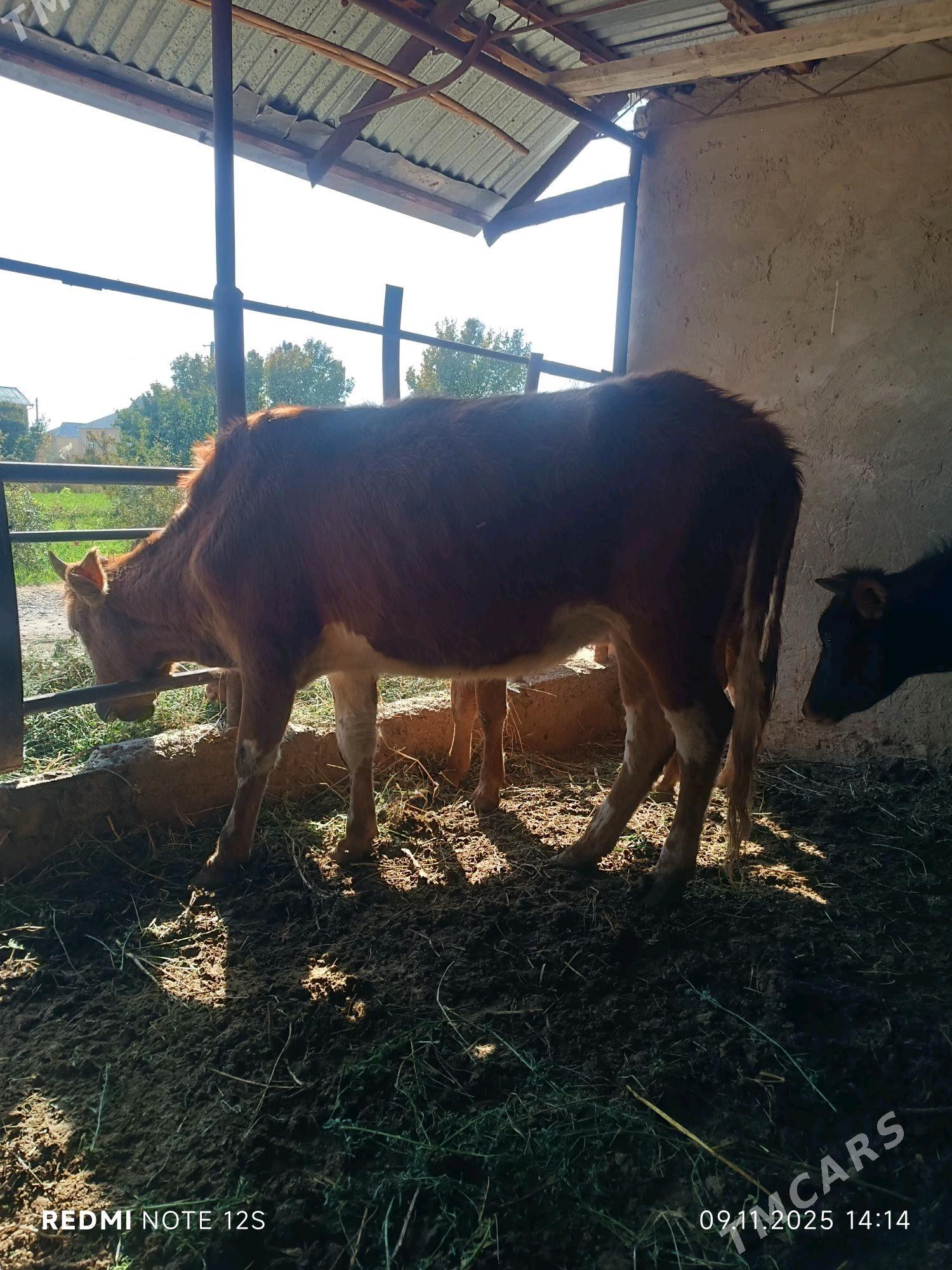 Sygyrlar sygyrlar - Murgap - img 2