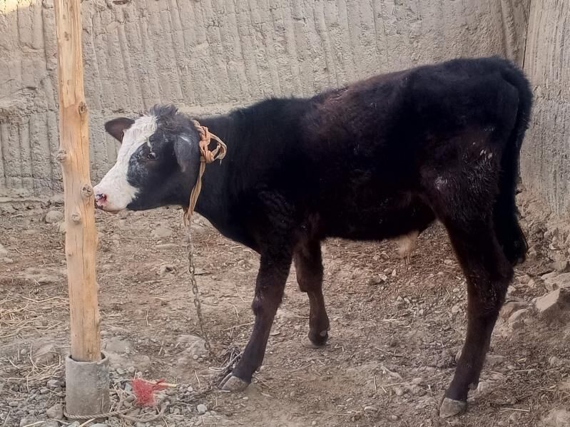 Sygyrlar we öküzler - Bäherden - img 1