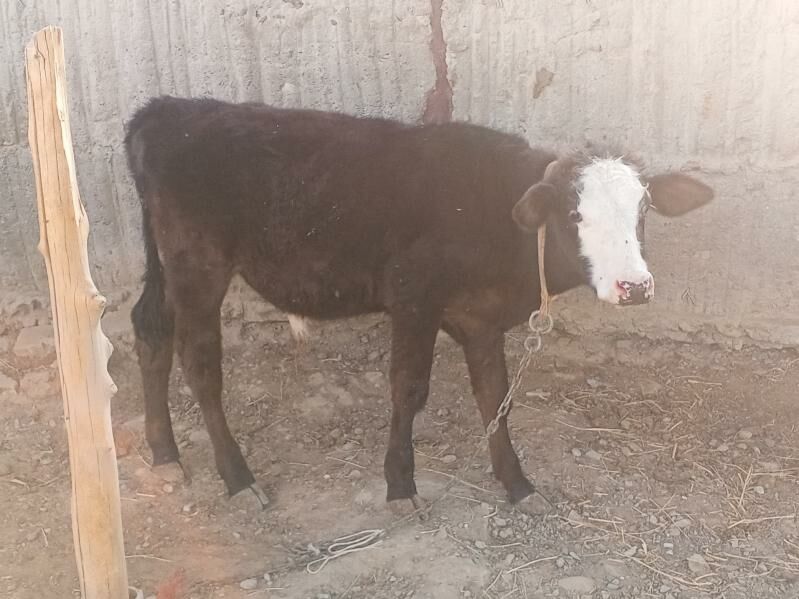 Sygyrlar we öküzler - Bäherden - img 2