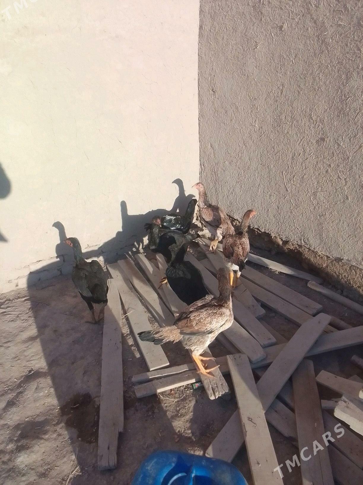 Horaz mäkiýan - Рухубелентский этрап - img 2