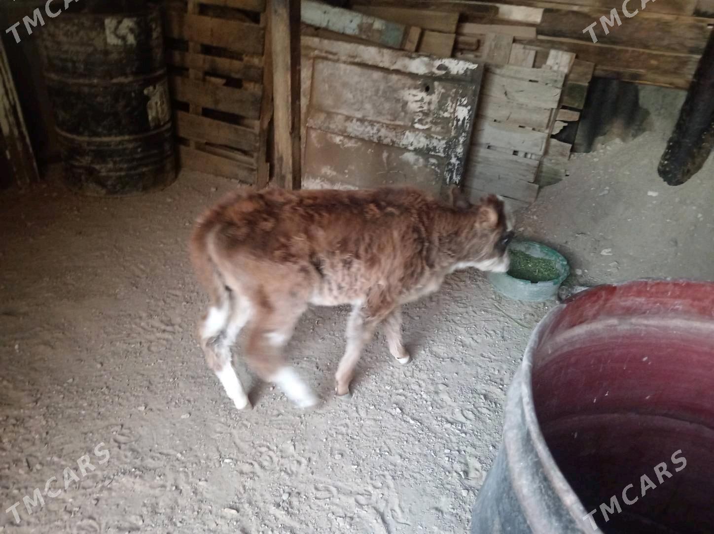 Goleli sygyr. - Балканабат - img 4