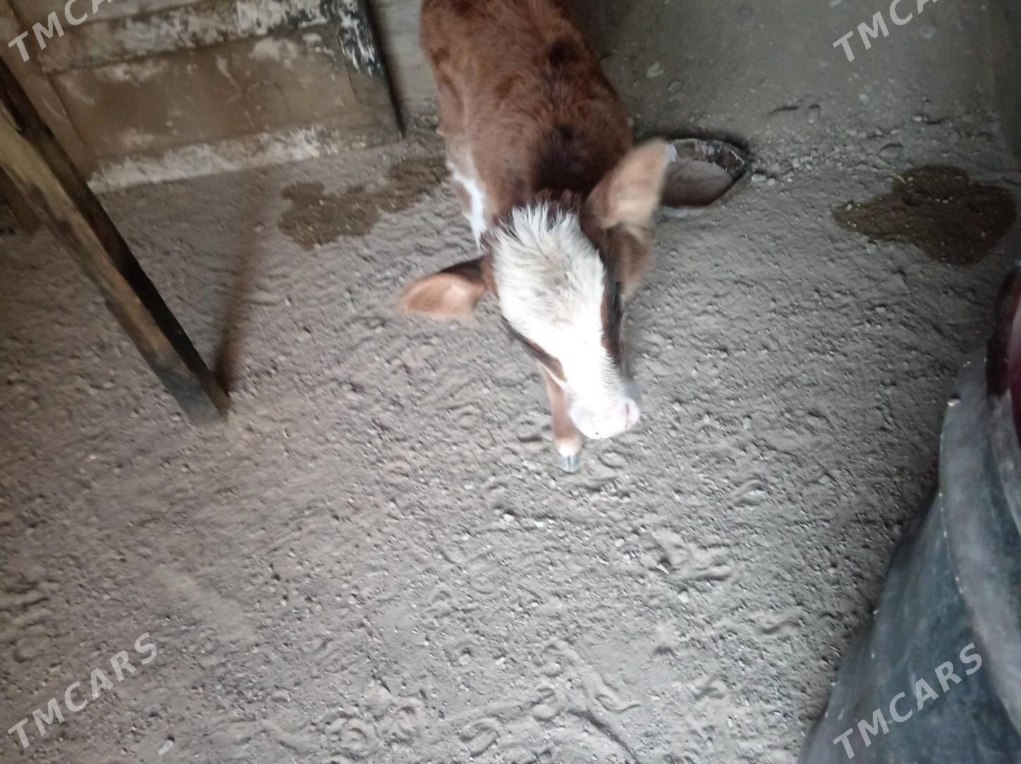 Goleli sygyr. - Балканабат - img 3