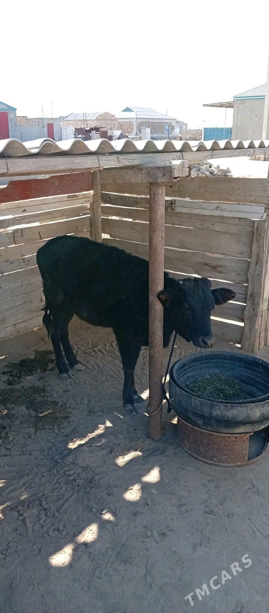 Öküzçe - Esenguly - img 1