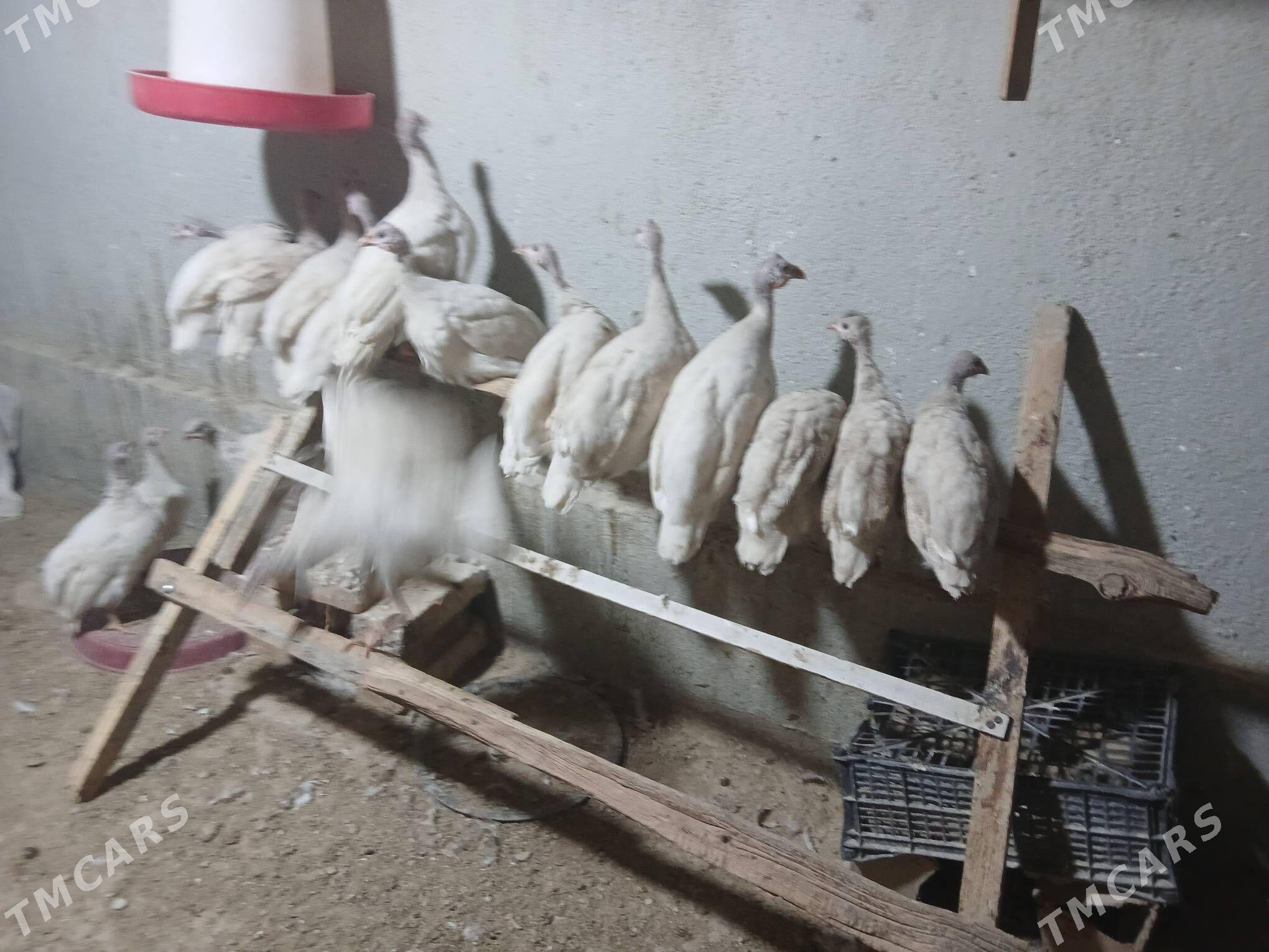 SIZARKA KÄKILIK - Änew - img 4