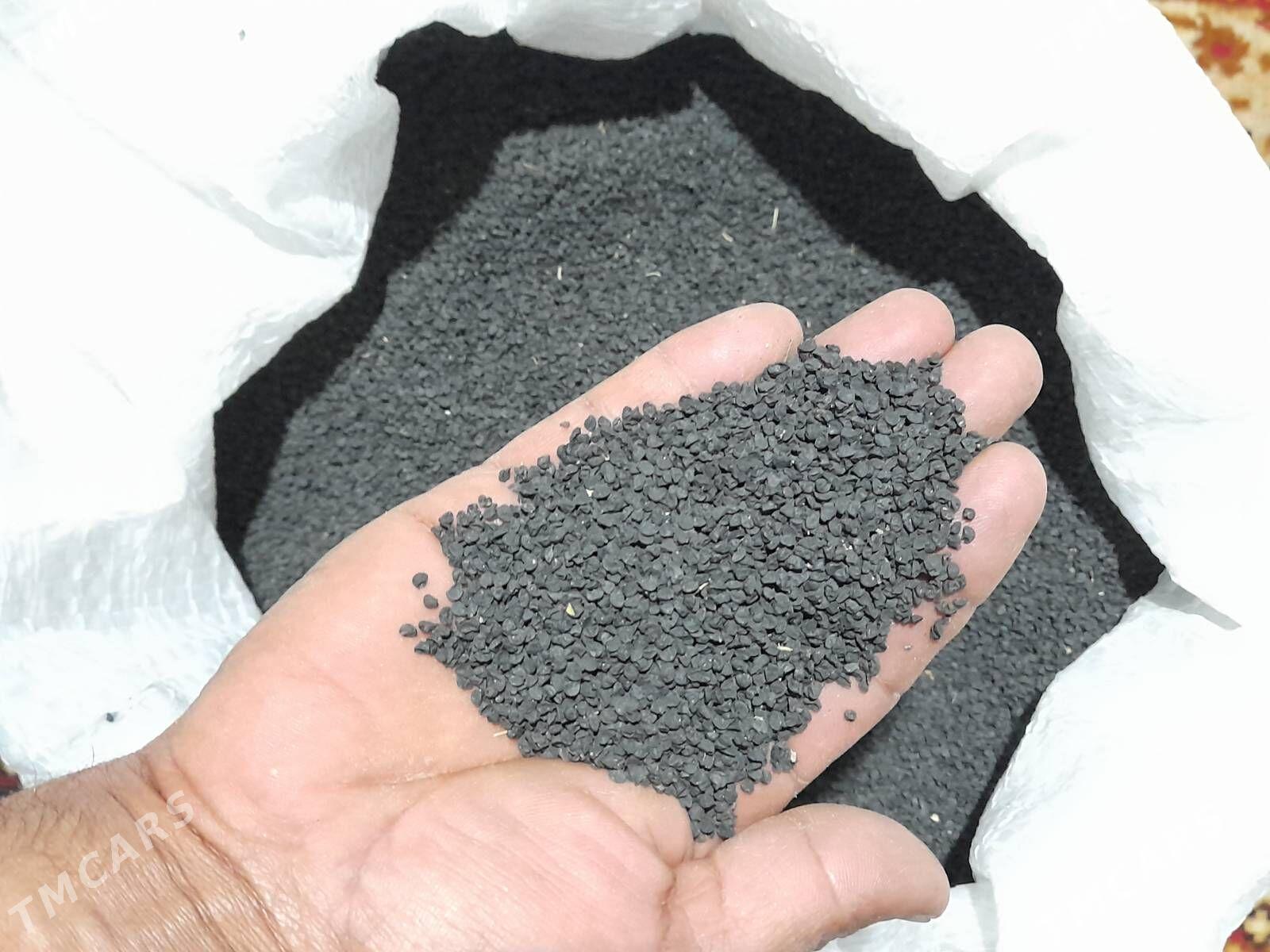 Sogan tohum - Kaka - img 4