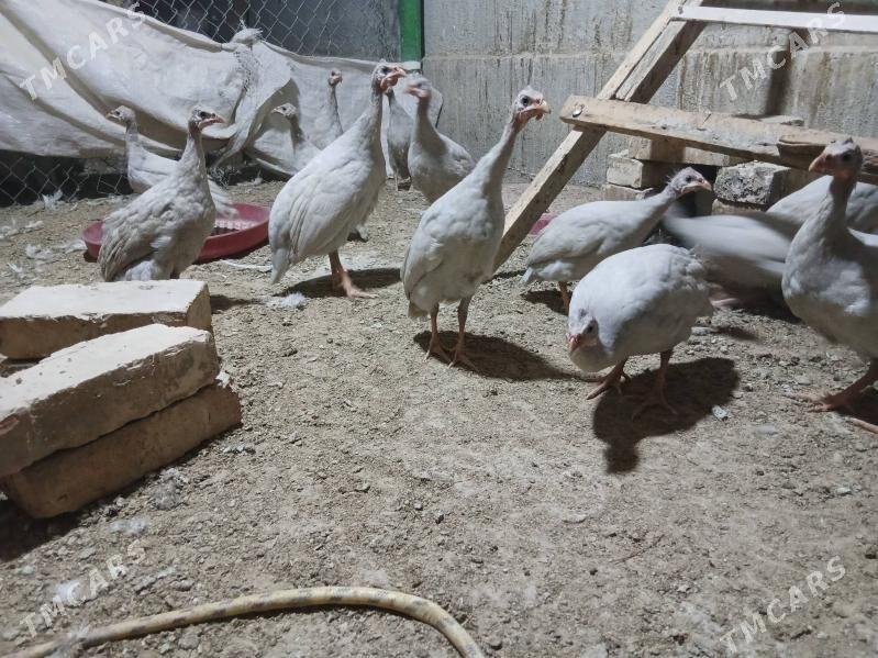 SIZARKA KÄKILIK - Änew - img 2