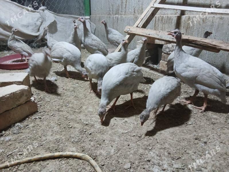 SIZARKA KÄKILIK - Änew - img 1