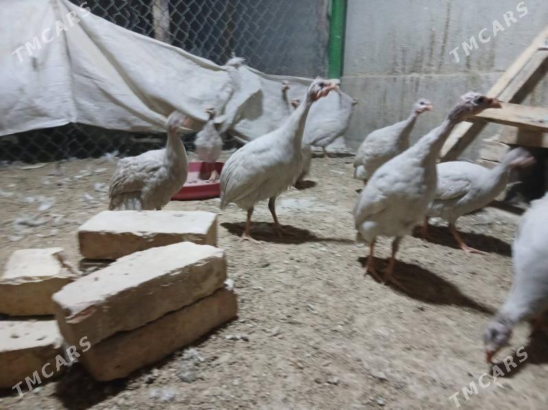 SIZARKA KÄKILIK - Änew - img 3