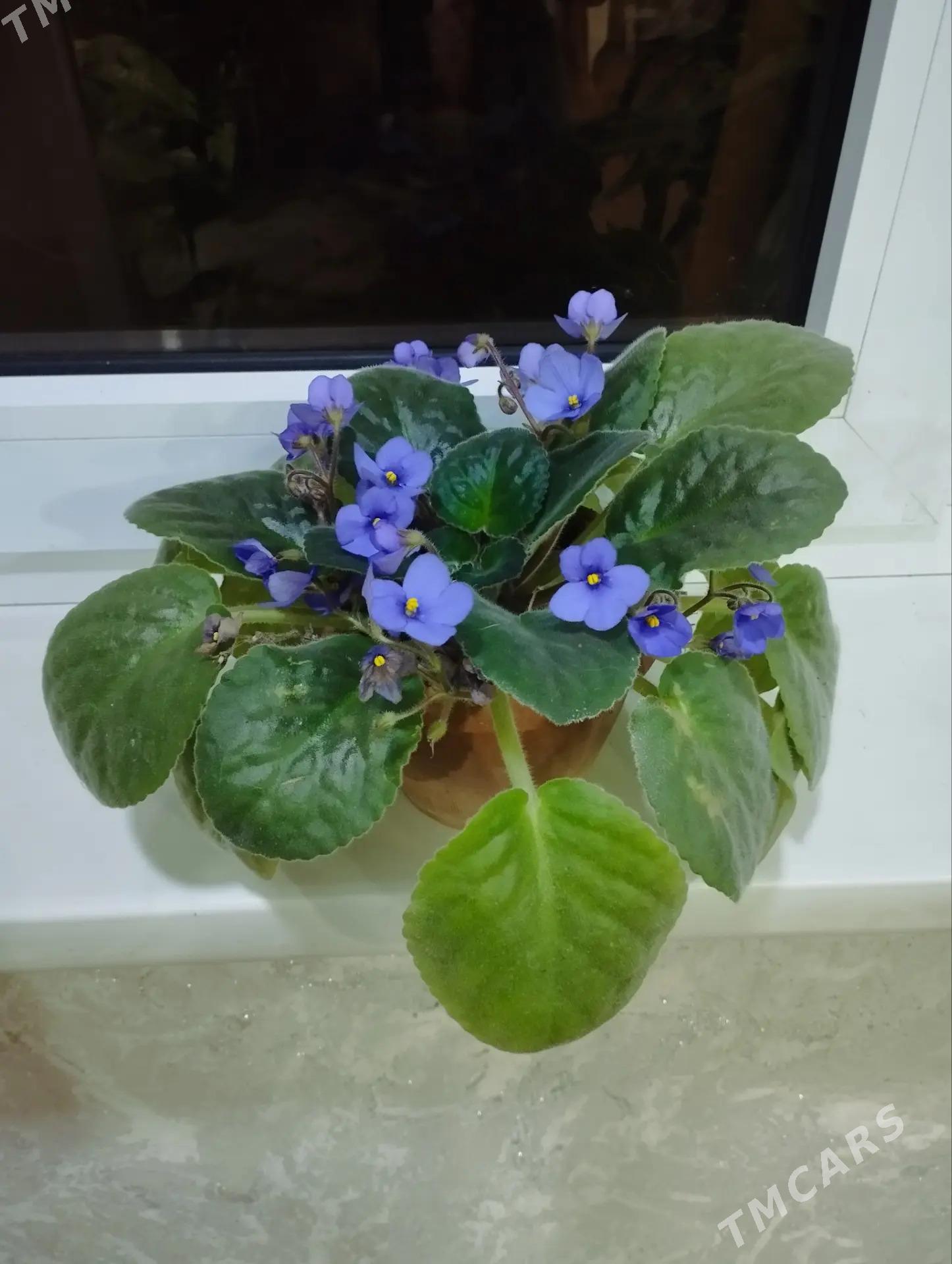 Фиалка ,,Королевская " - Mary - img 3