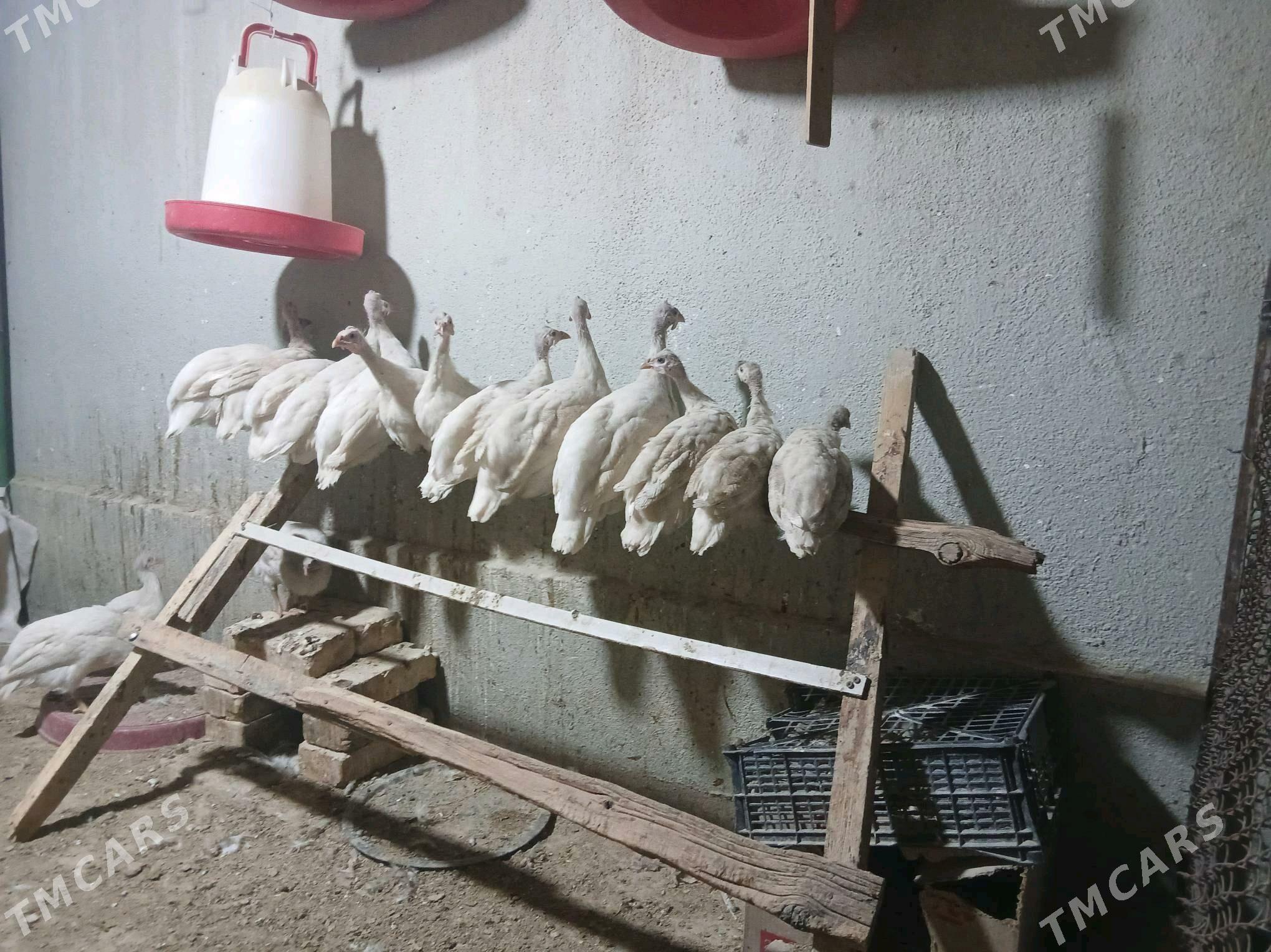 SIZARKA KÄKILIK - Änew - img 5