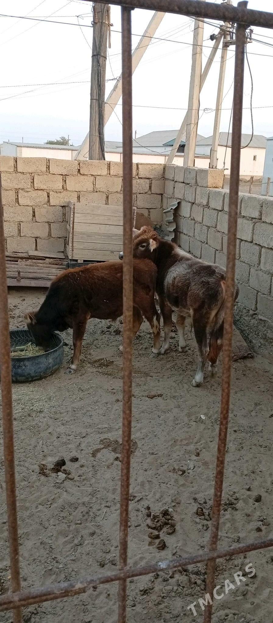 Öküzçe - Esenguly - img 3