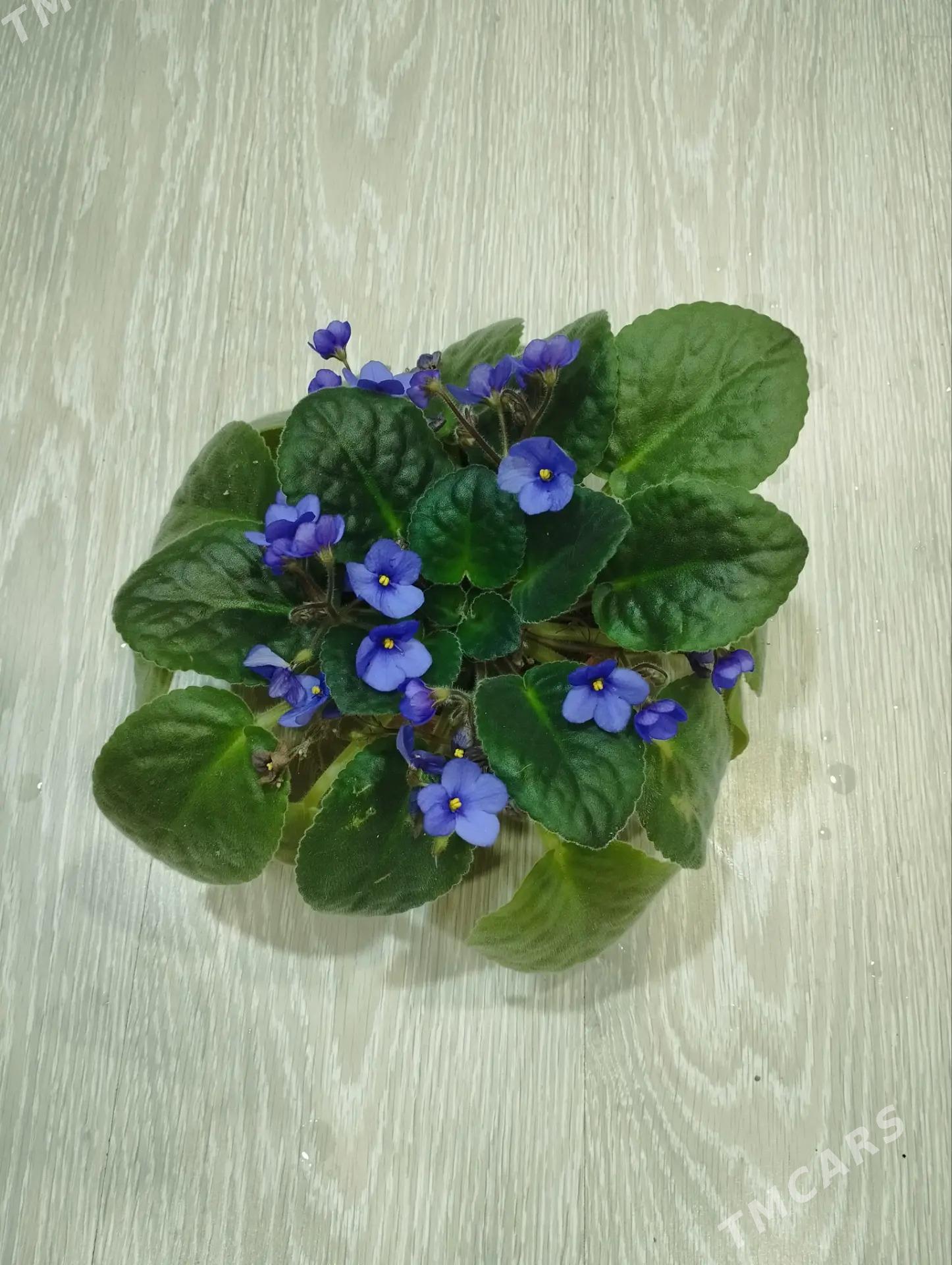 Фиалка ,,Королевская " - Mary - img 2