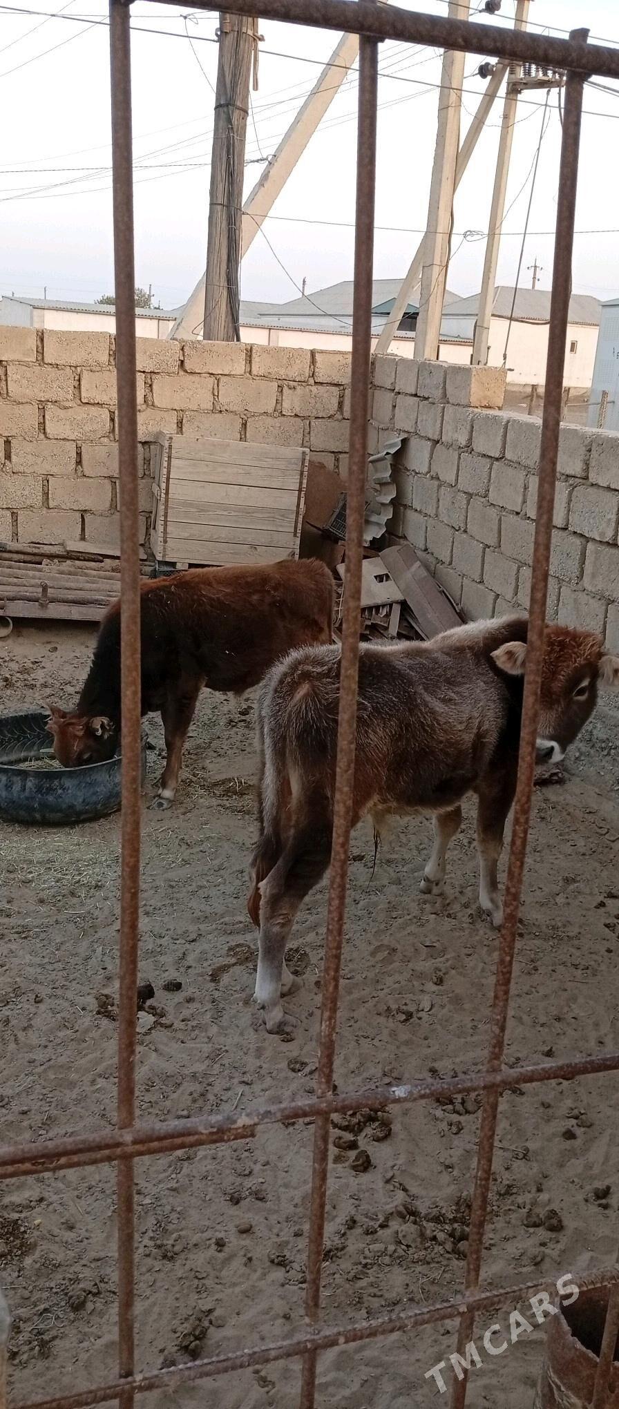 Öküzçe - Esenguly - img 2