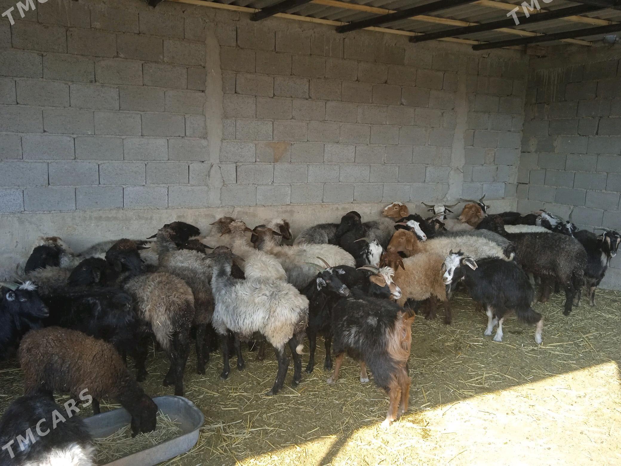 goyun geci - Гызыларбат - img 2