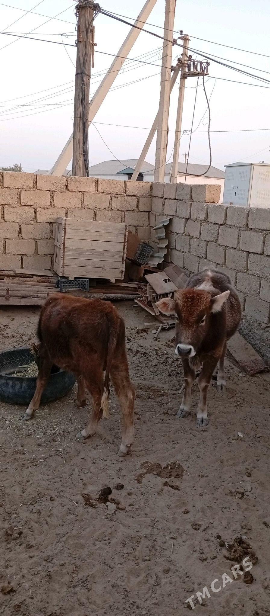 Öküzçe - Esenguly - img 5