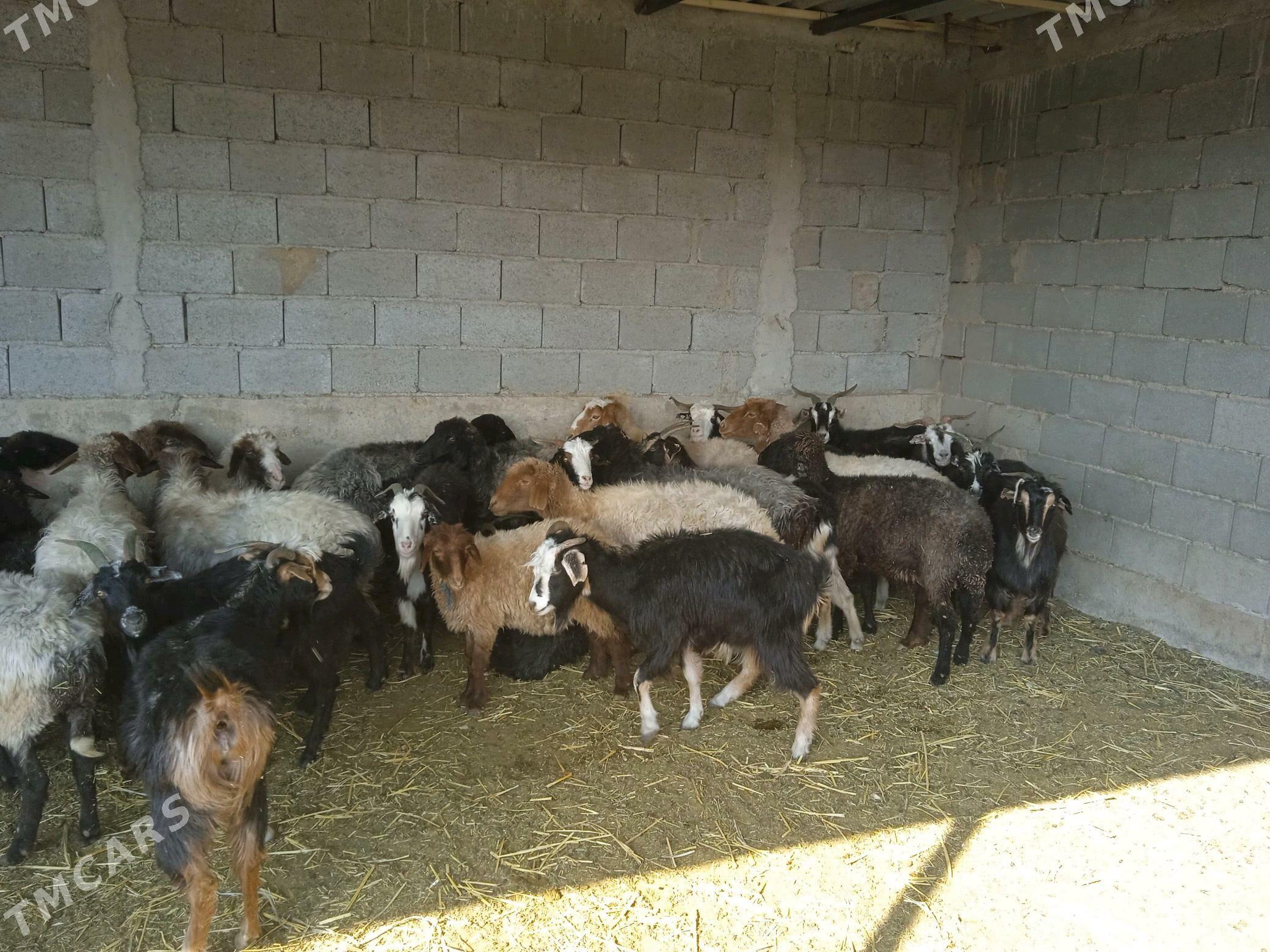 goyun geci - Гызыларбат - img 3