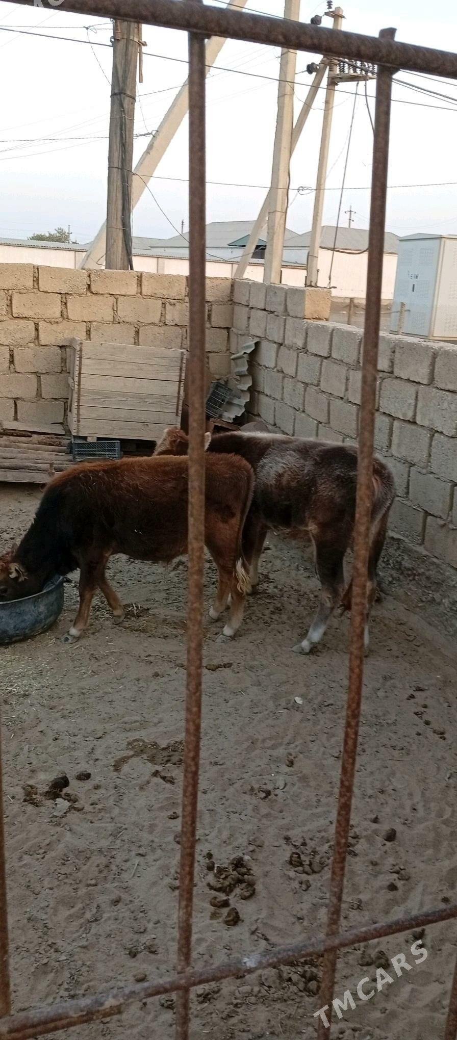 Öküzçe - Esenguly - img 4