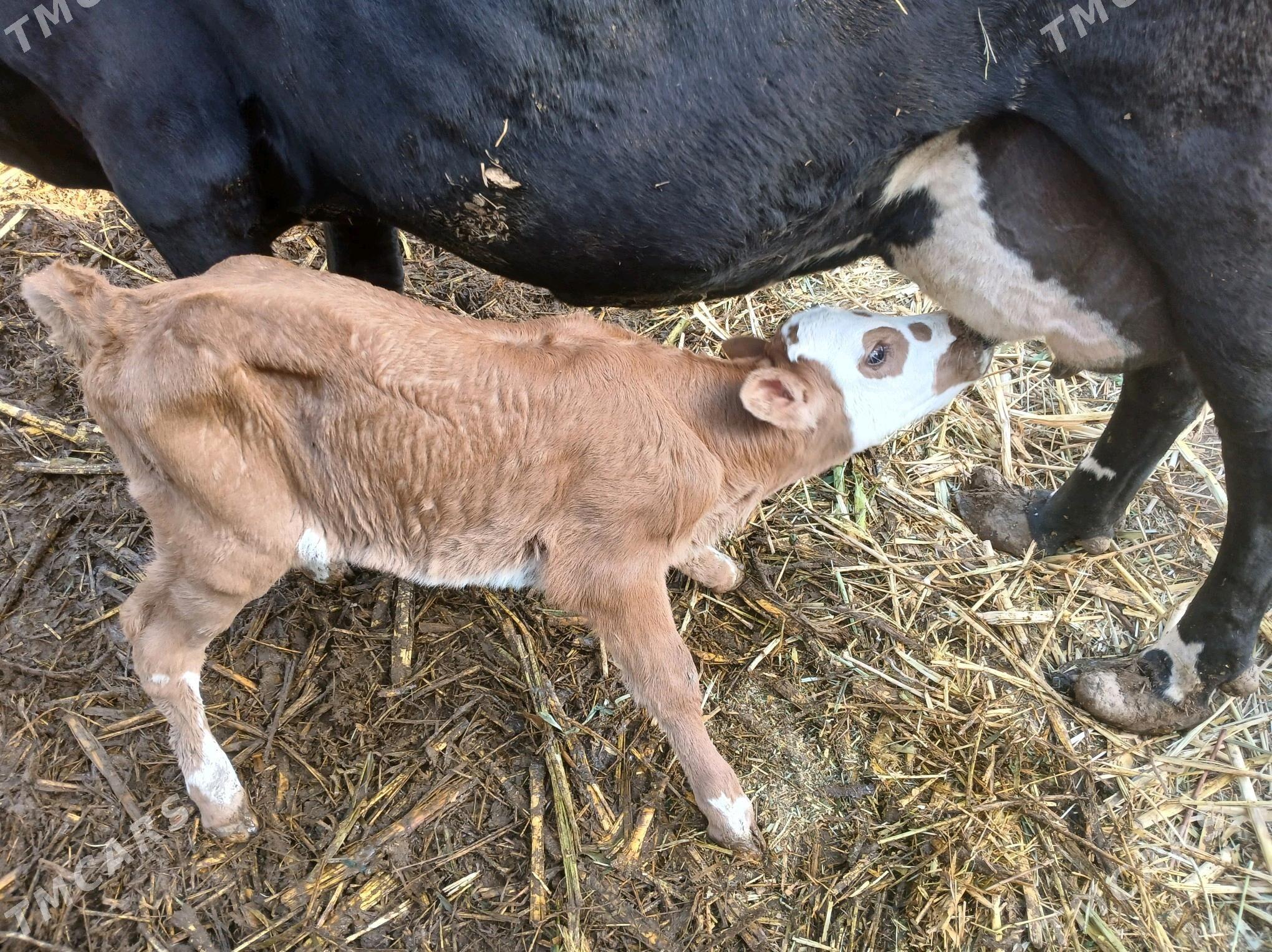 goleli sgyr - Фарап - img 1