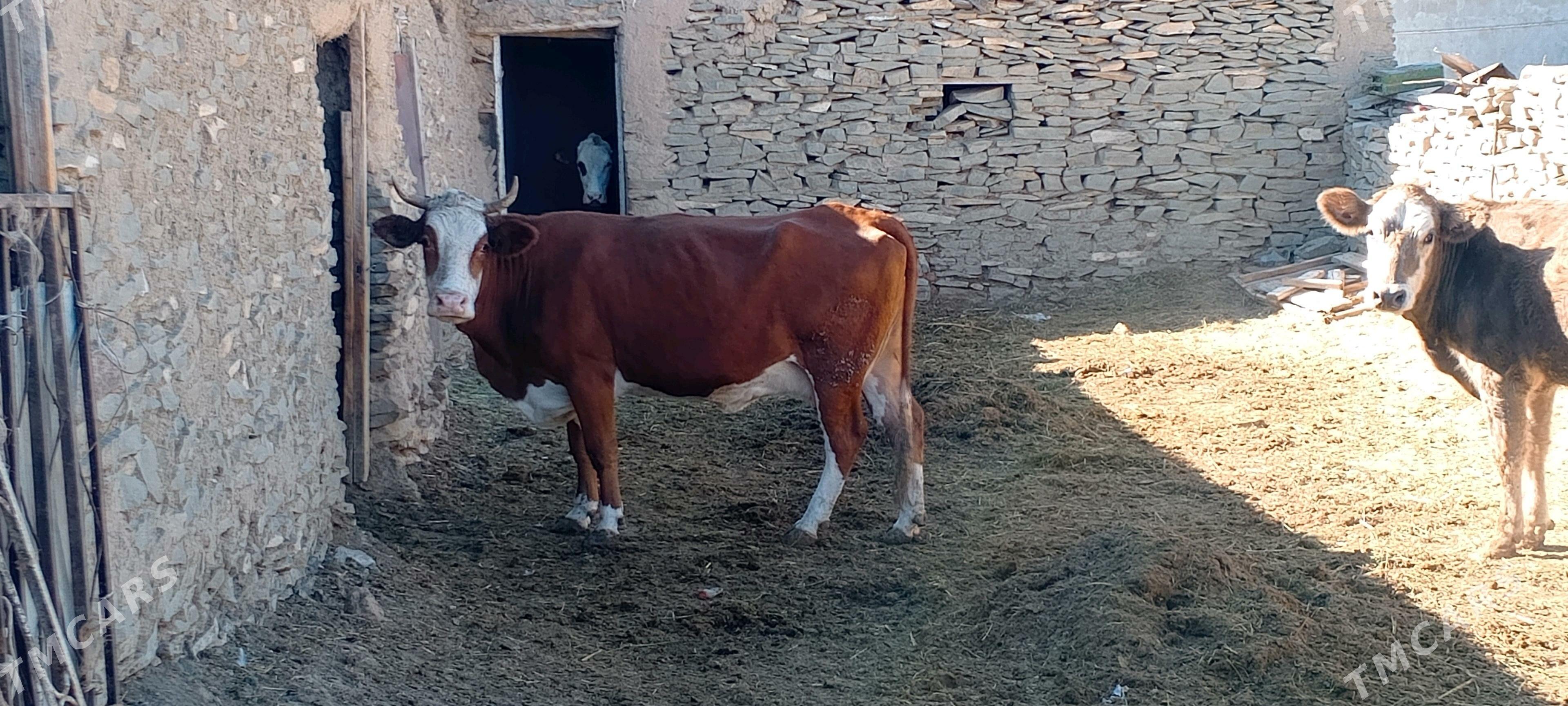 sygyr gizil ala - Бахарден - img 2