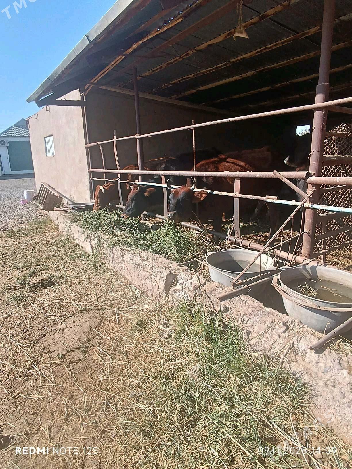 Sygyrlar sygyrlar - Murgap - img 3