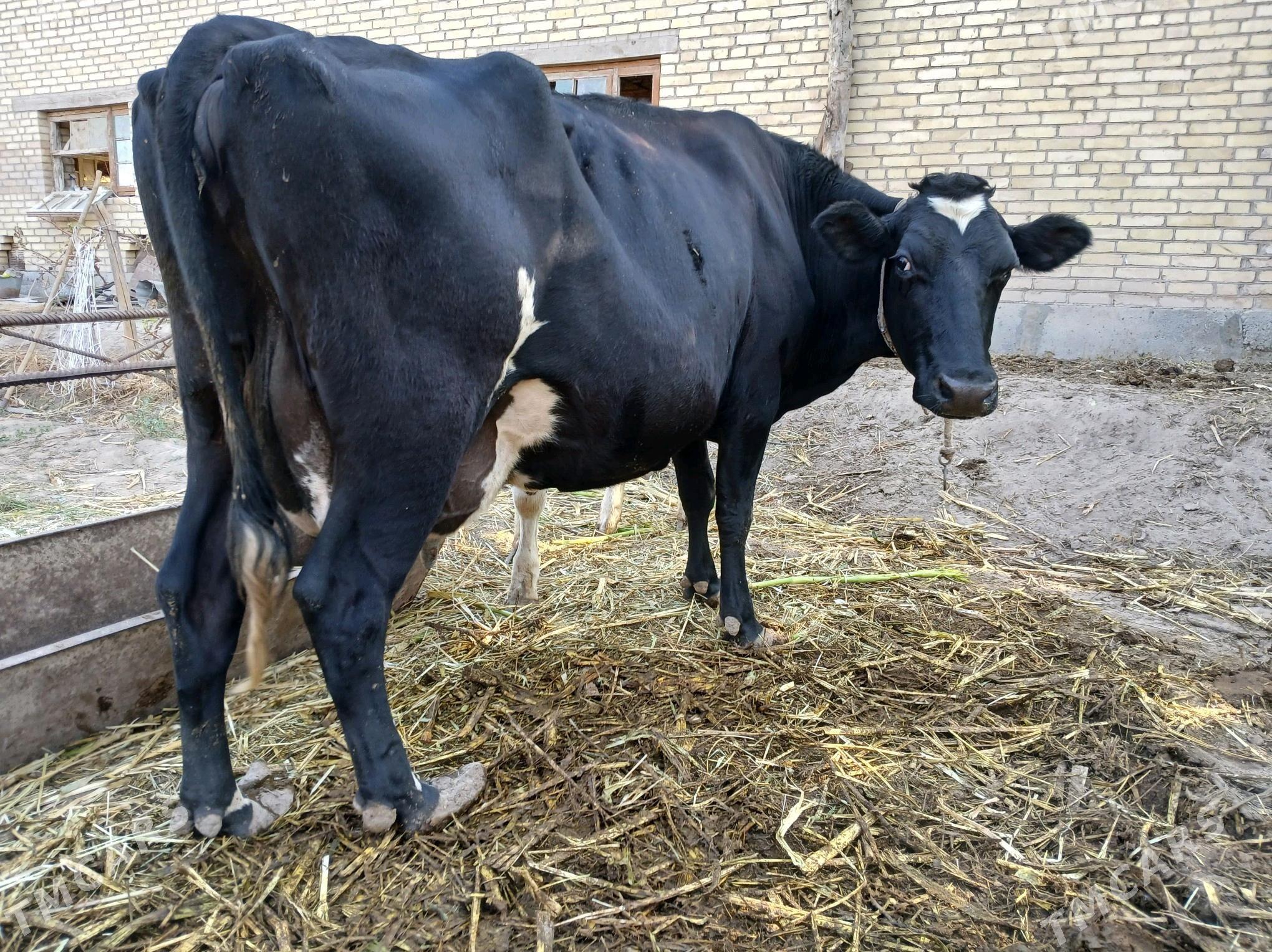 goleli sgyr - Фарап - img 3