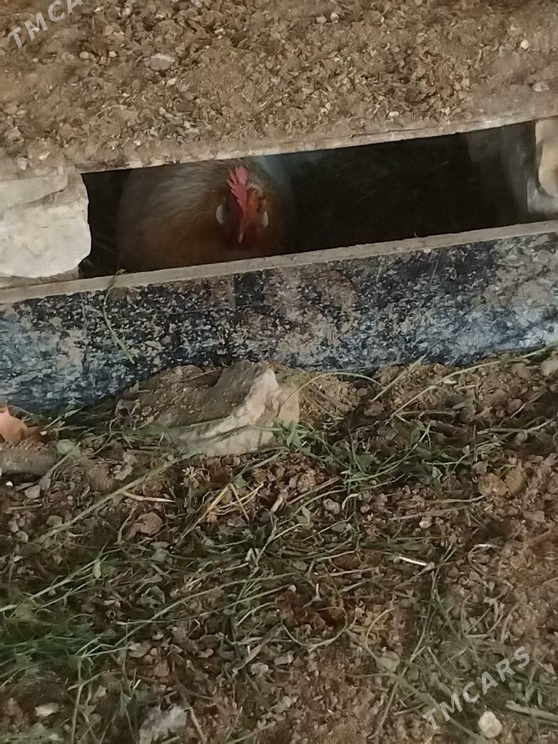 yas juje towuklar - Çärjew - img 3