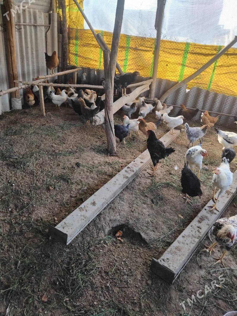 yas juje towuklar - Çärjew - img 2