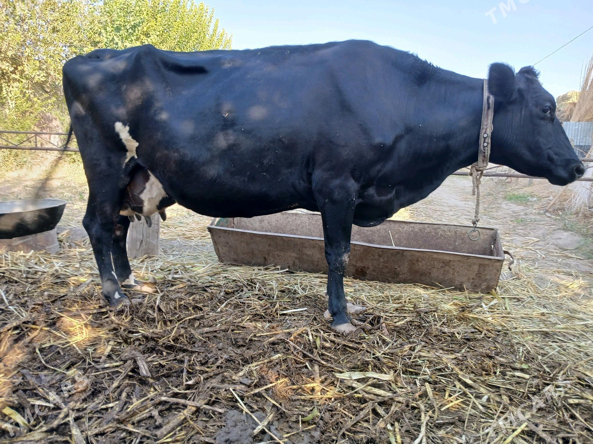 goleli sgyr - Фарап - img 4