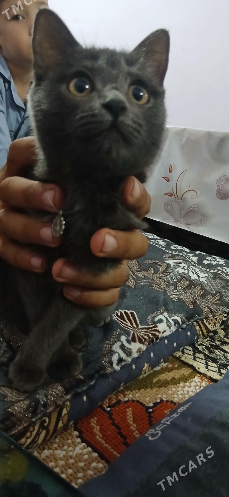 pişik - Daşoguz - img 2