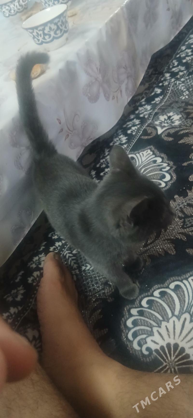 pişik - Daşoguz - img 4