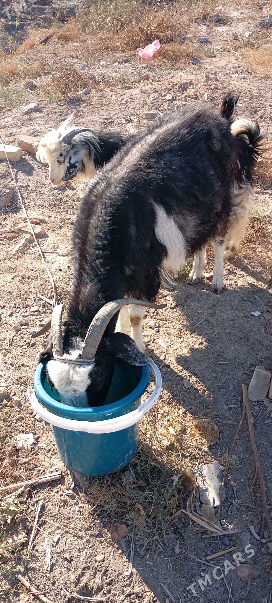 owlakly geci - Болдумсаз - img 2