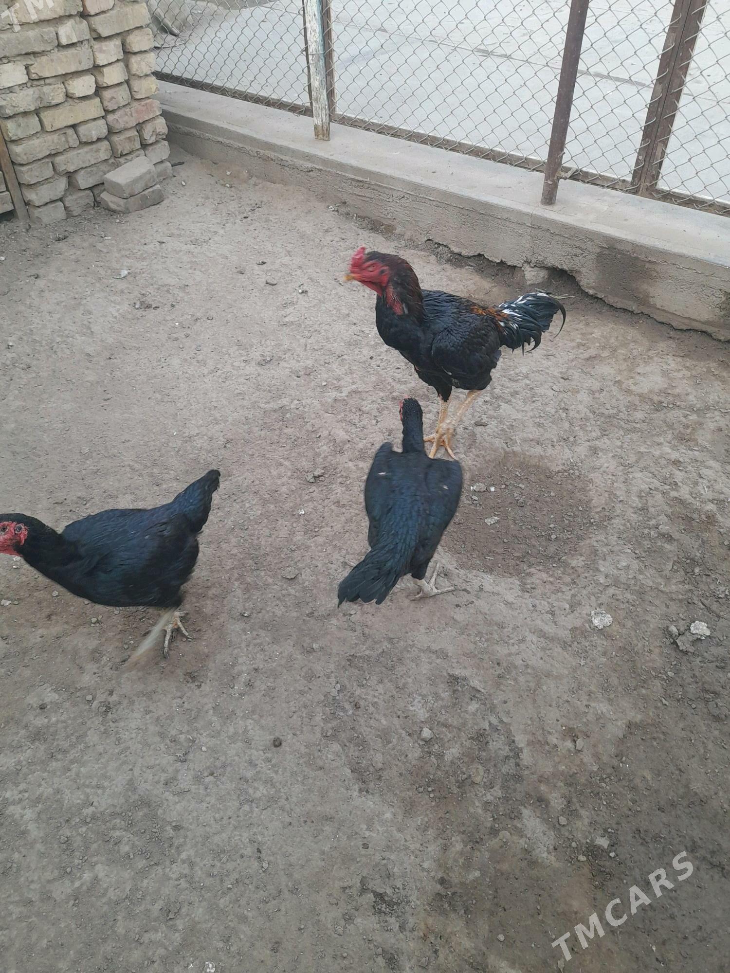 baýsok towuk horaz - Мары - img 5