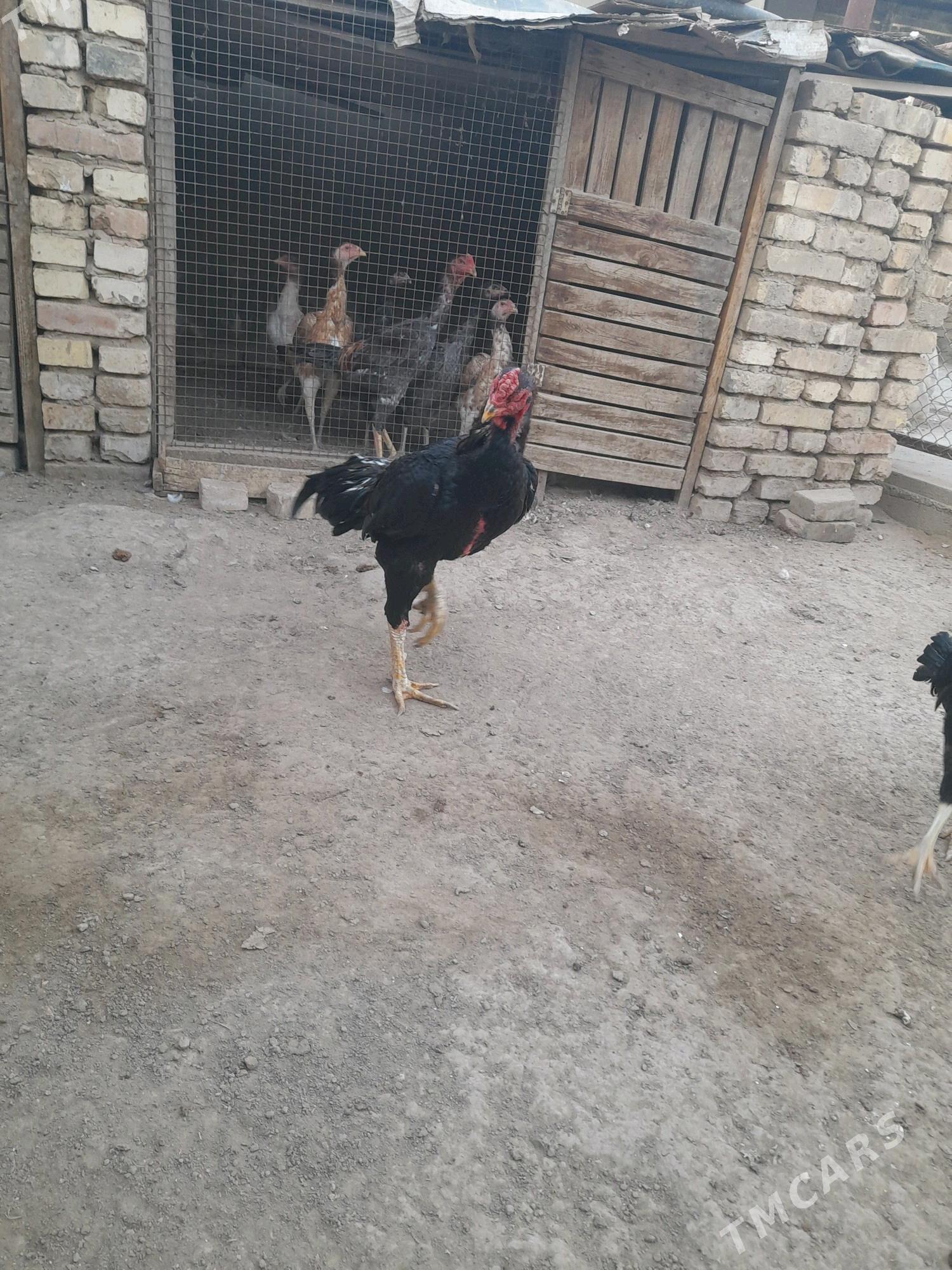 baýsok towuk horaz - Мары - img 8