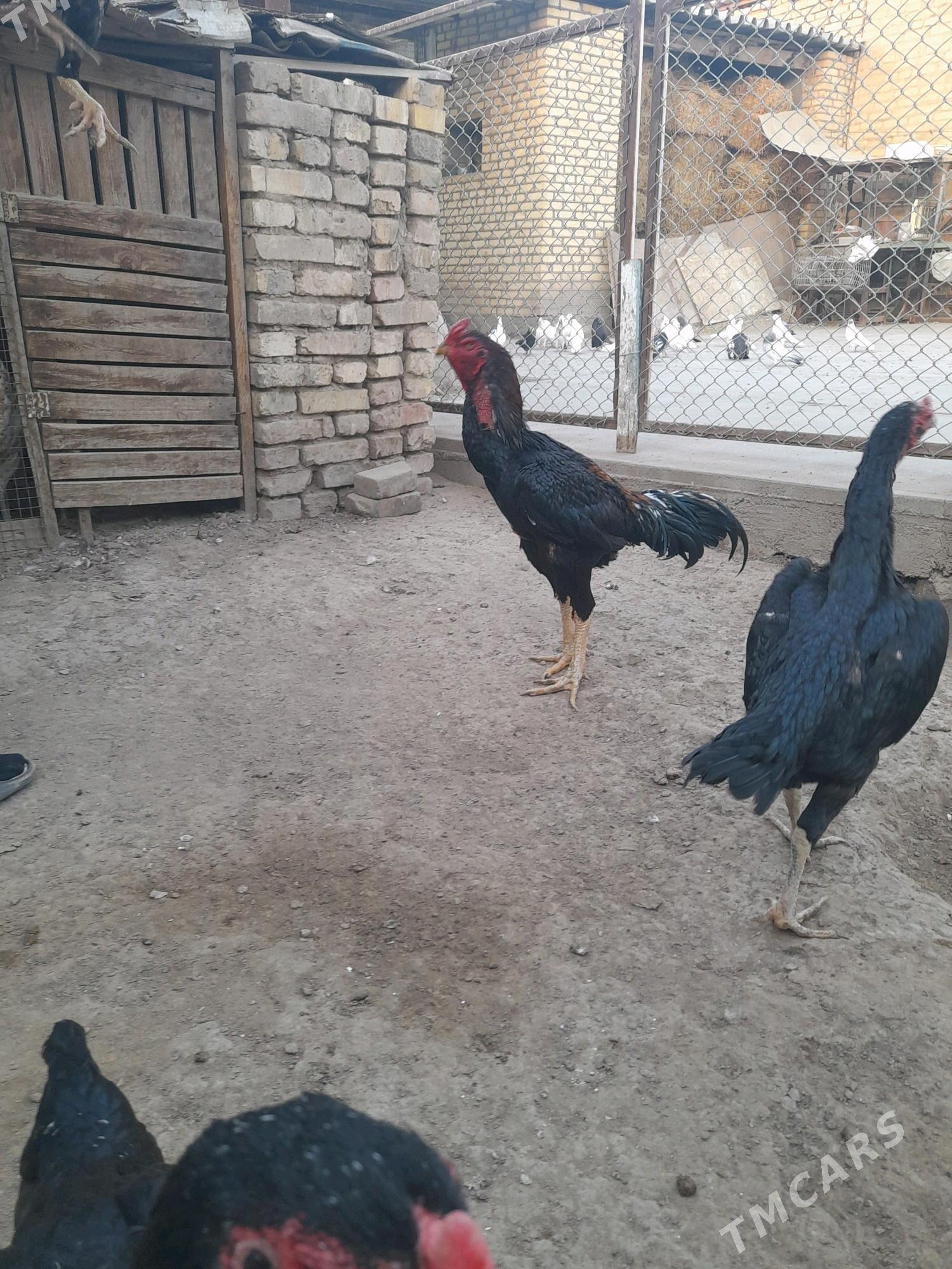 baýsok towuk horaz - Мары - img 3