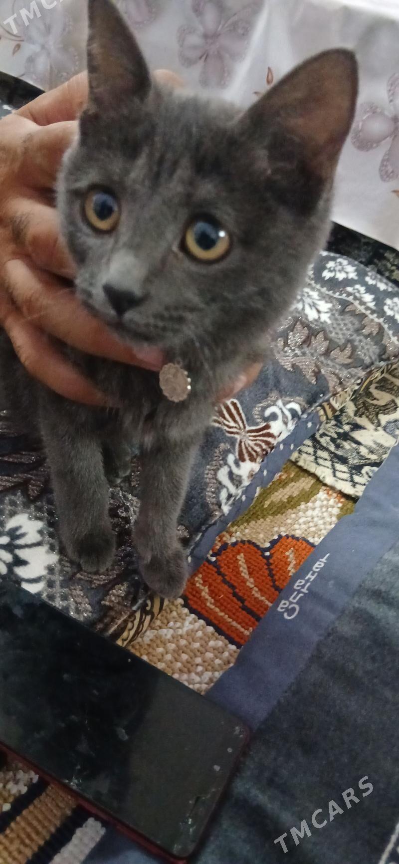 pişik - Daşoguz - img 3