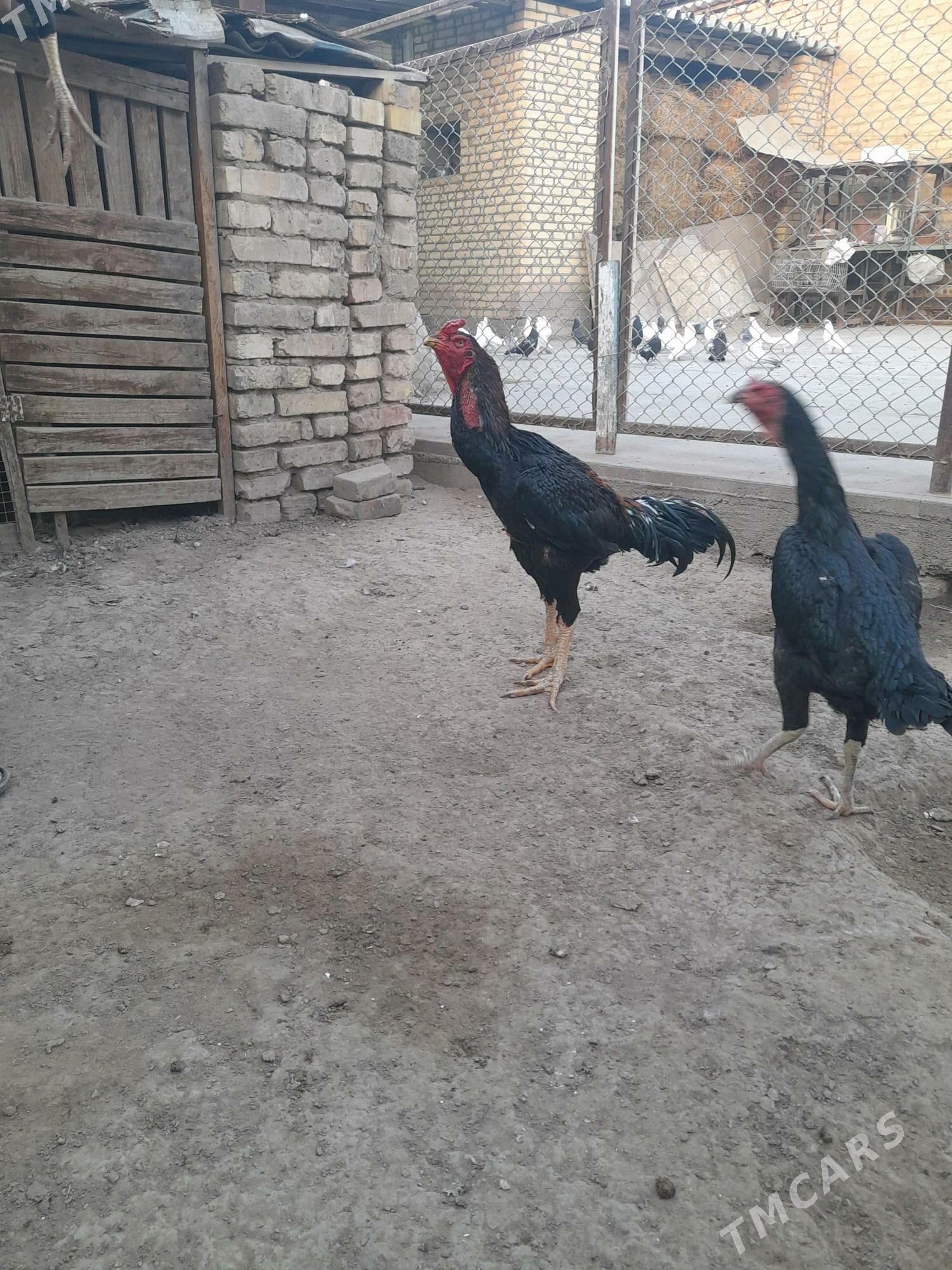 baýsok towuk horaz - Мары - img 4