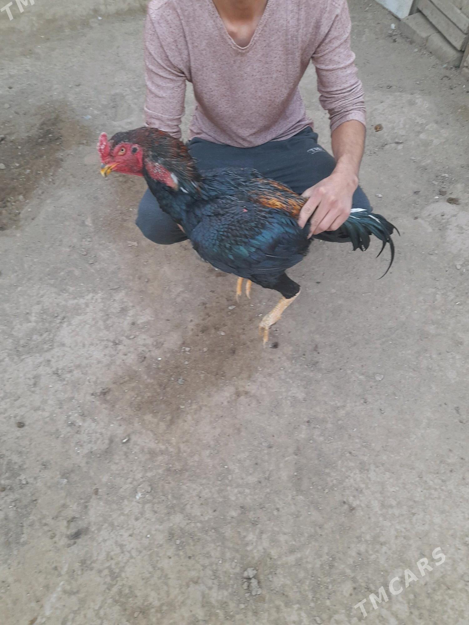 baýsok towuk horaz - Мары - img 7