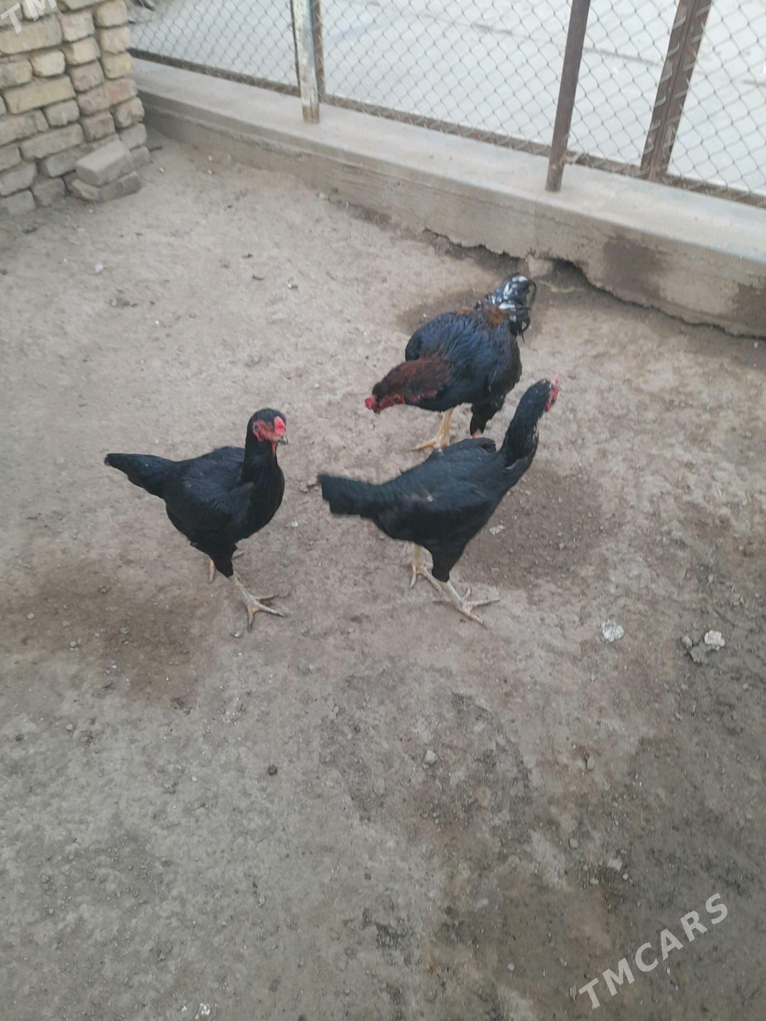 baýsok towuk horaz - Мары - img 9