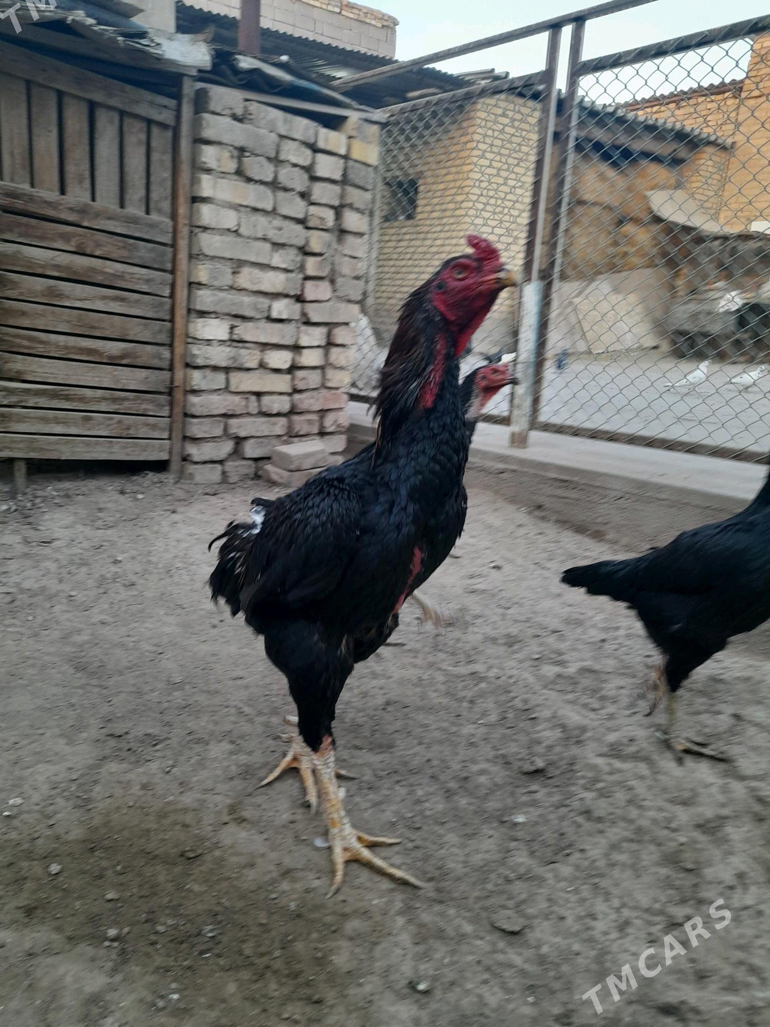 baýsok towuk horaz - Мары - img 1