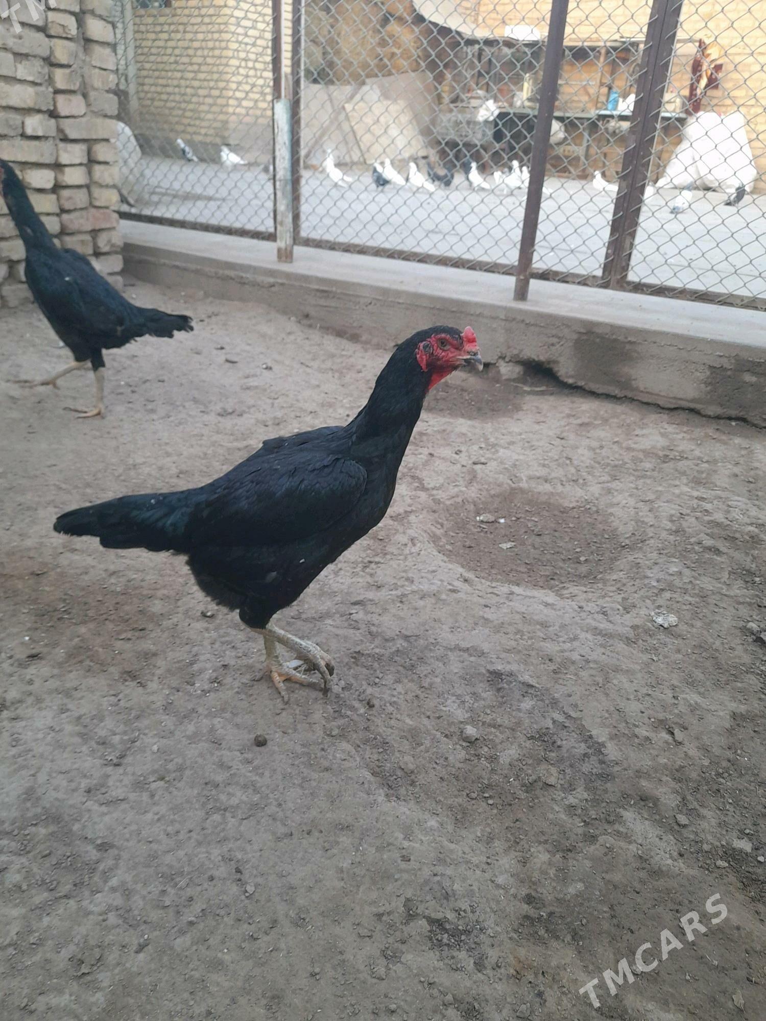 baýsok towuk horaz - Мары - img 6