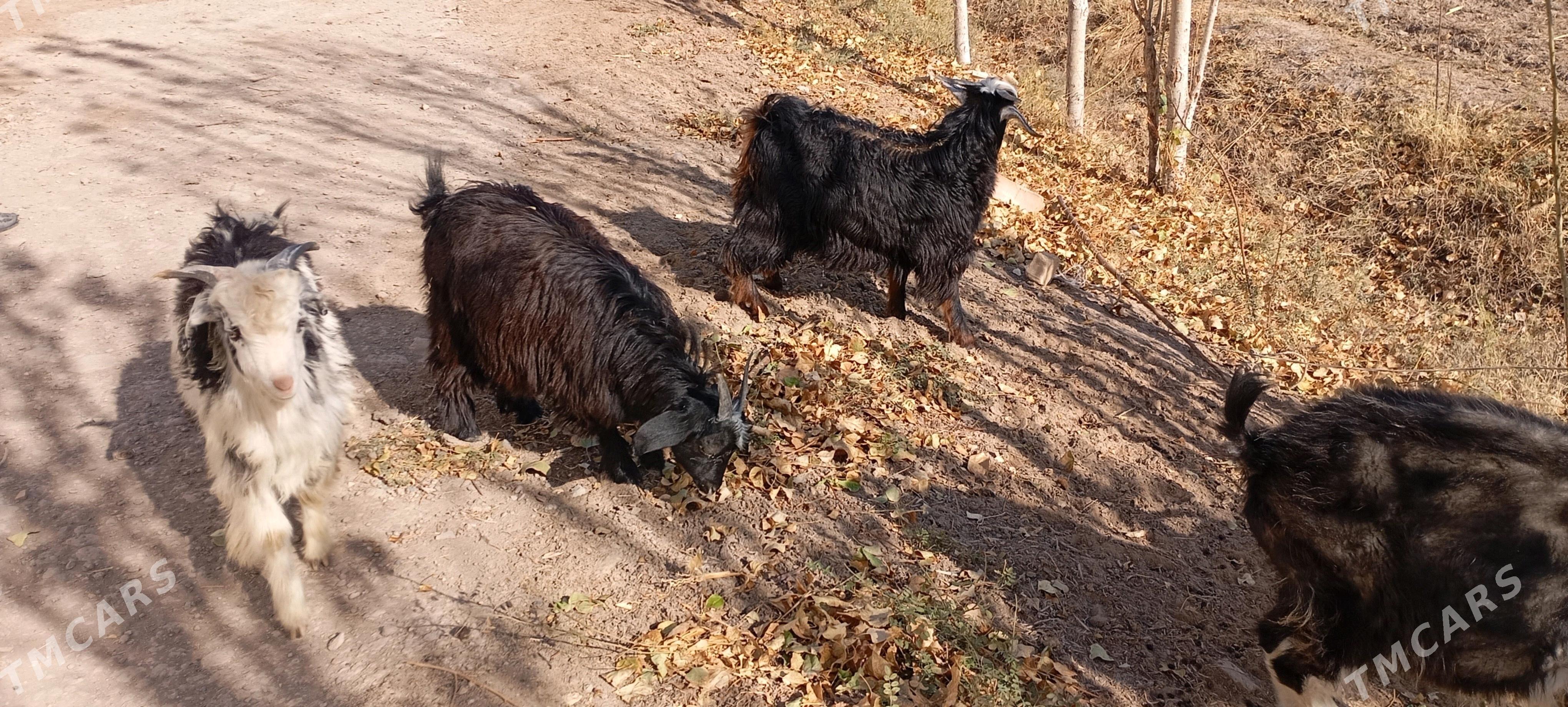 owlakly geci - Болдумсаз - img 3