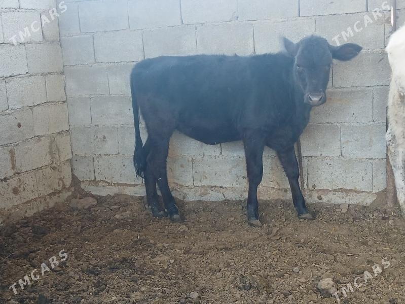 okuzler tuweler - Büzmeýin - img 2