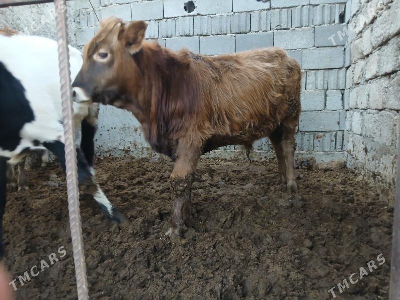 okuzler tuweler - Büzmeýin - img 1