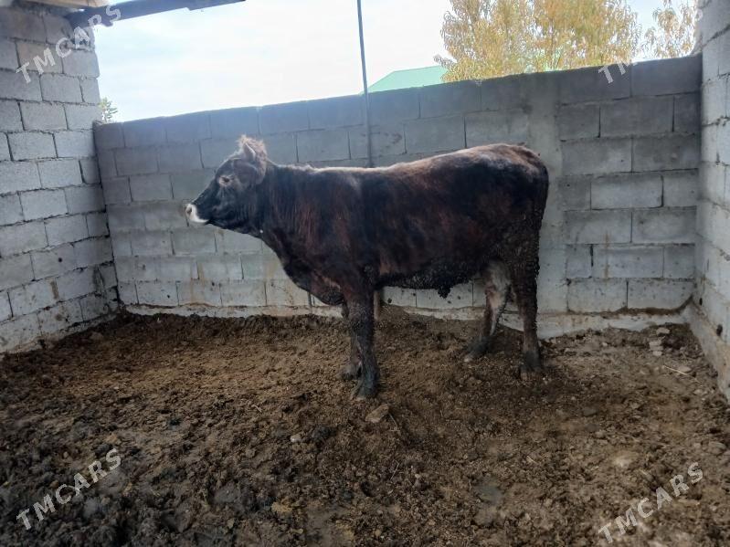 okuzler tuweler - Büzmeýin - img 6