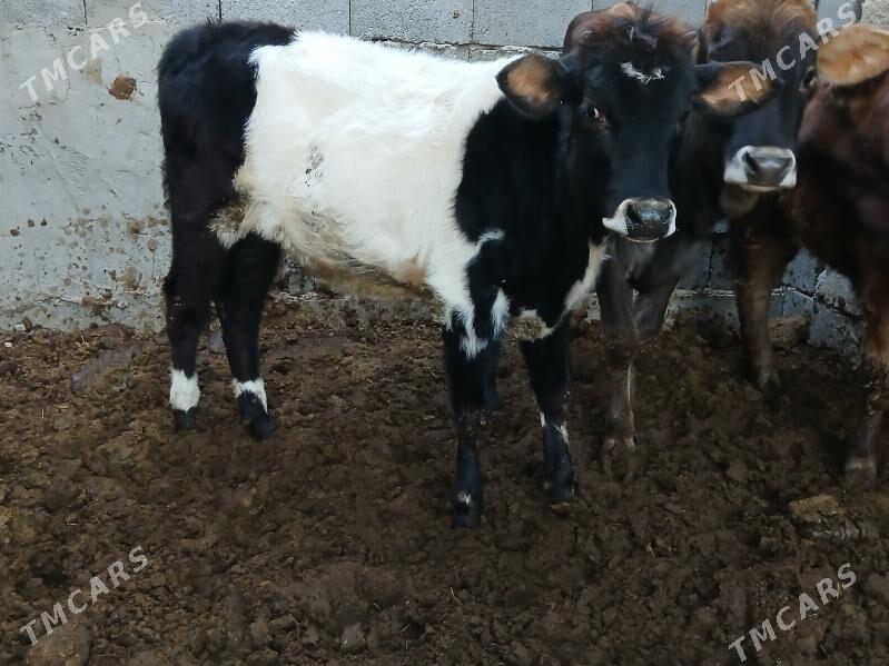 okuzler tuweler - Büzmeýin - img 4