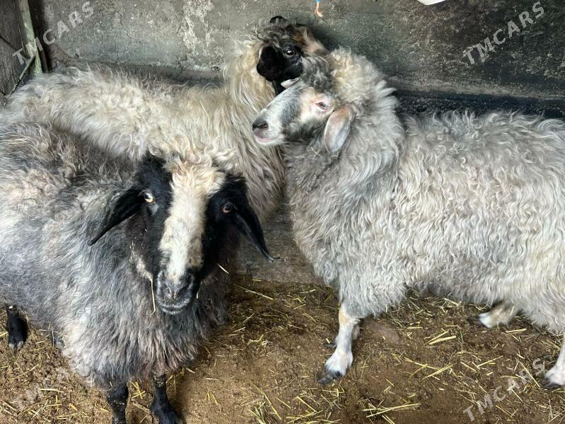 Goýun - Район ст. Аэропорта, ул. Гагарина - img 3