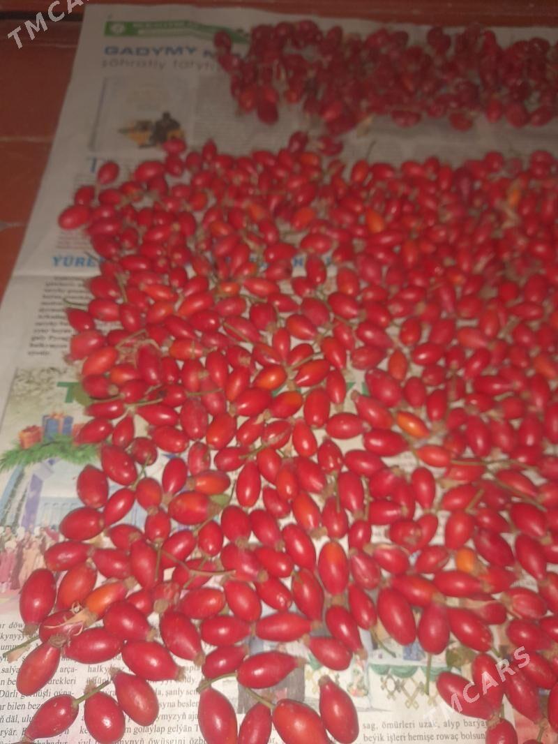 ШИПОВНИК - Мары - img 2