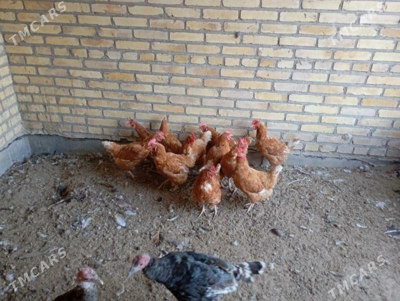 dogotran kyzyl towuklar - Farap - img 2